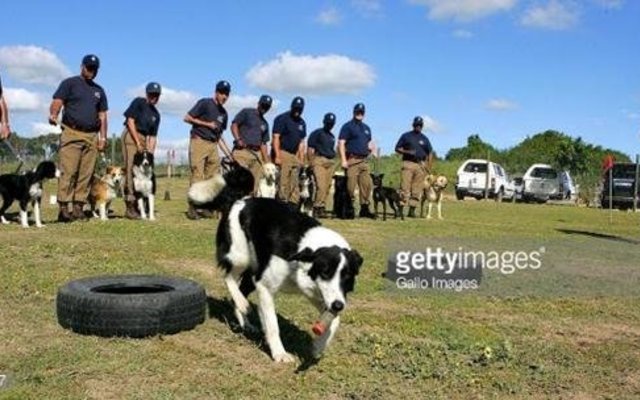 Gansbaai WC police seeking dog donations Internet photo_1